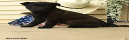 Belgian Malinois dogs for sale: Clover - Ad 2
