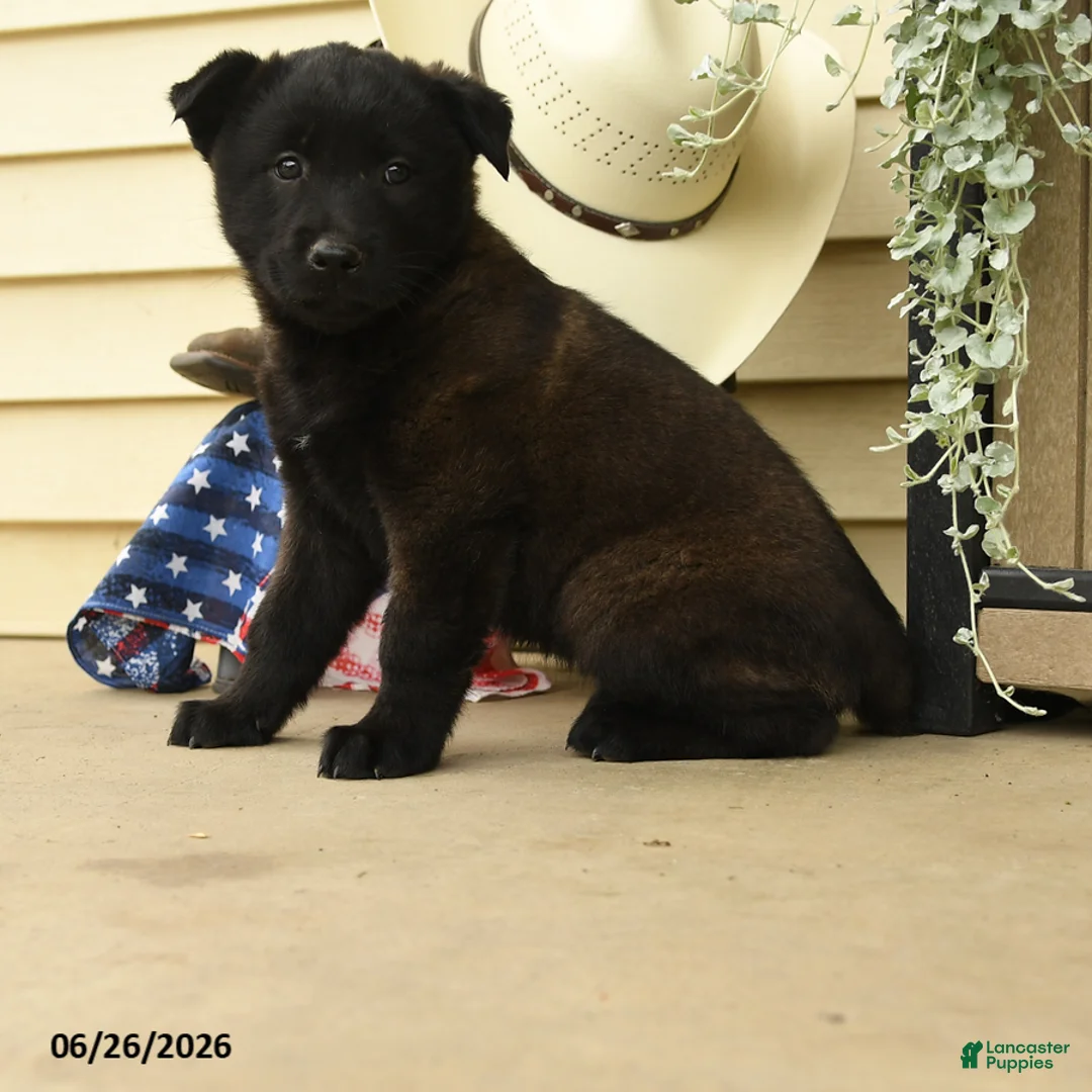 Belgian Malinois dogs for sale: Clover - Ad 2