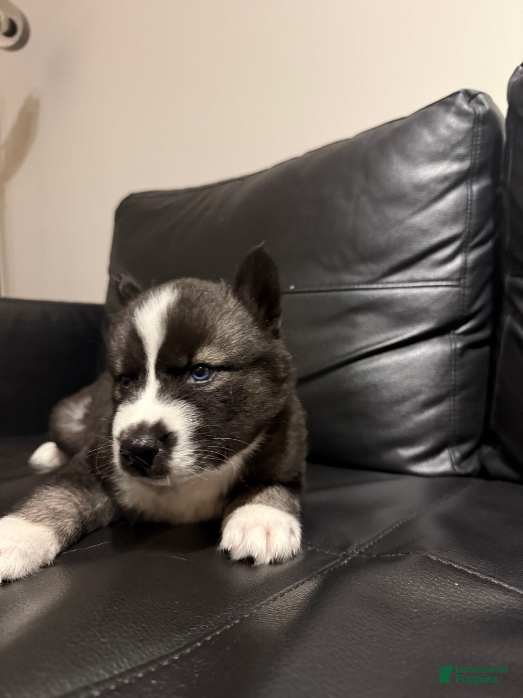 Siberian Husky dogs for sale: Gaia - Ad 1