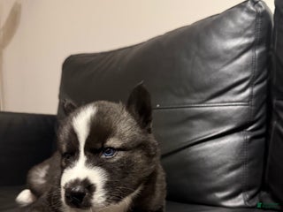 Siberian Husky dogs Gaia - Ad 41