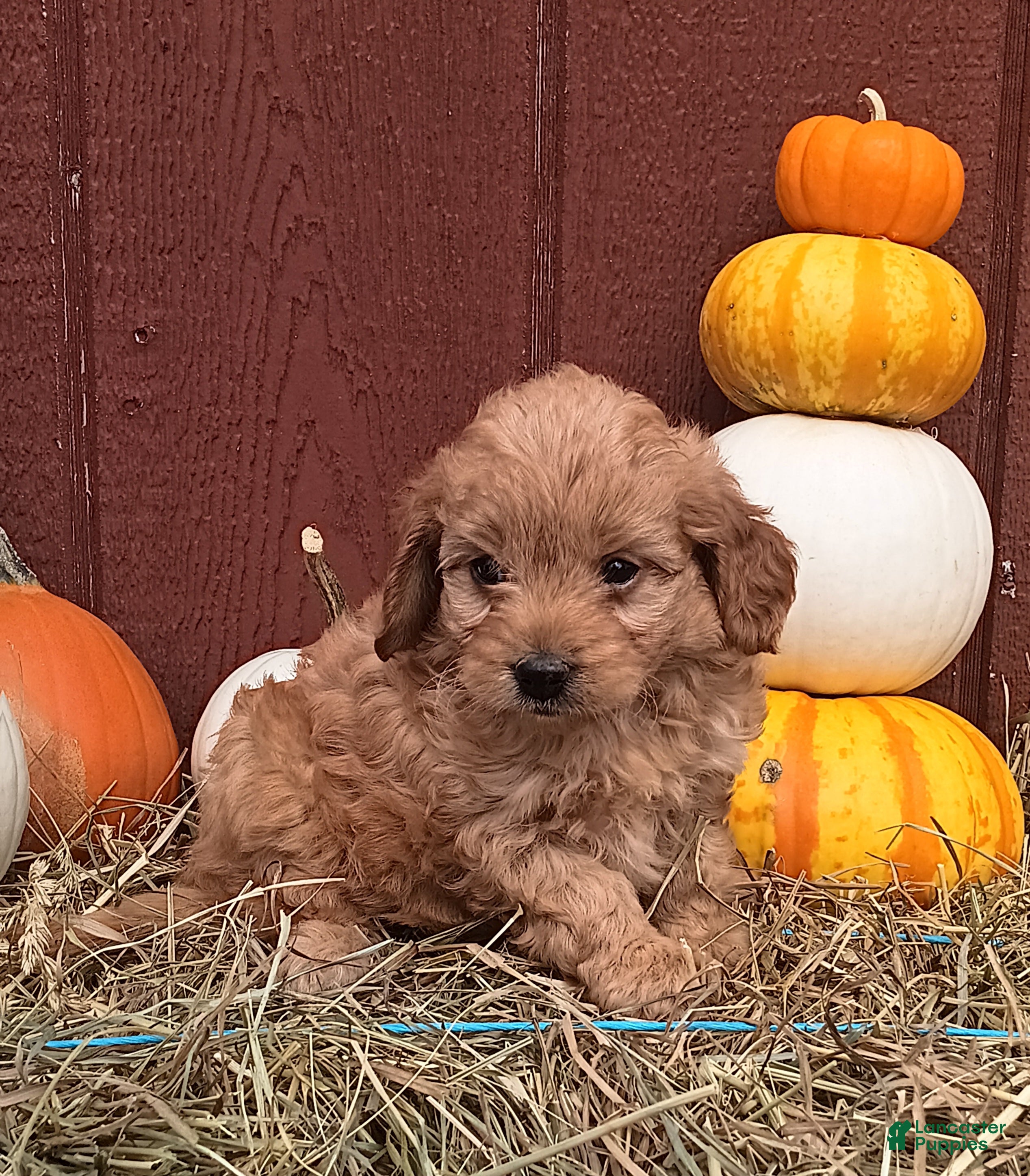 Mini Goldendoodle dogs Remi - Ad 37