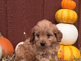 Mini Goldendoodle dogs Remi - Ad 10