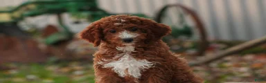Rory Cavapoo 