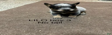 Australian Cattle Dog 3