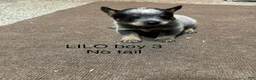 Australian Cattle Dog dogs for sale: Australian Cattle Dog 3 - Ad 1
