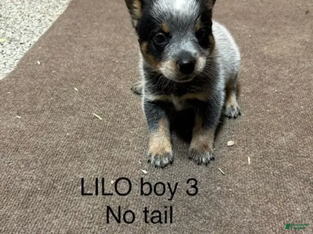 Australian Cattle Dog dogs for sale: Australian Cattle Dog 3 - Ad 1