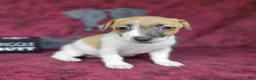 Jack Russell Terrier dogs for sale: Rebel DELIVERY AVAILABLE  - Ad 3