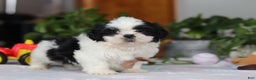 Shih Tzu dogs for sale: Gordon - Ad 4