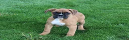 Boxer dogs for sale: Felicia - Ad 3