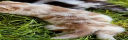 Pomsky dogs for sale: Lava Lavender Merle  - Ad 3