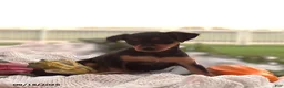 Miniature Pinscher dogs for sale: Butterscotch - Ad 3