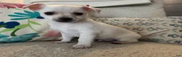Chihuahua dogs for sale: Benny - Ad 1