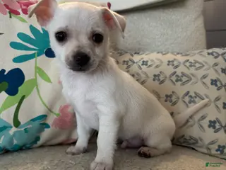 Chihuahua dogs Benny - Ad 32