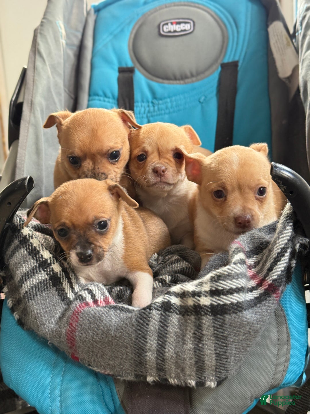 Chihuahua dogs for sale: Crystal - Ad 14