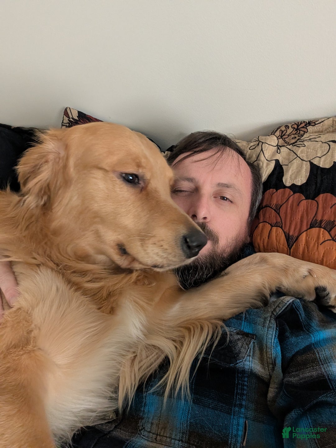 Golden Retriever dogs for sale: Golden Retriever Puppy 4 - Ad 3