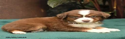 Miniature Australian Shepherd dogs for sale: Simba - Ad 4