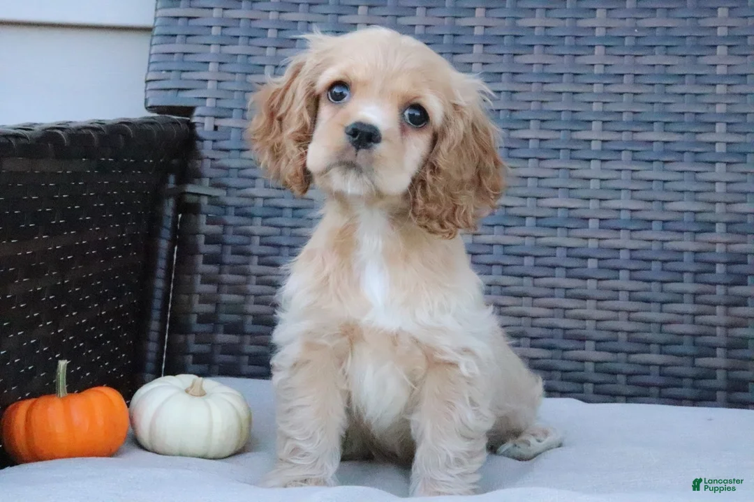 Cocker Spaniel dogs for sale: Flame - Ad 1