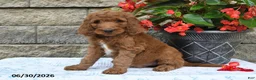 Goldendoodle dogs for sale: Jasper - Ad 4
