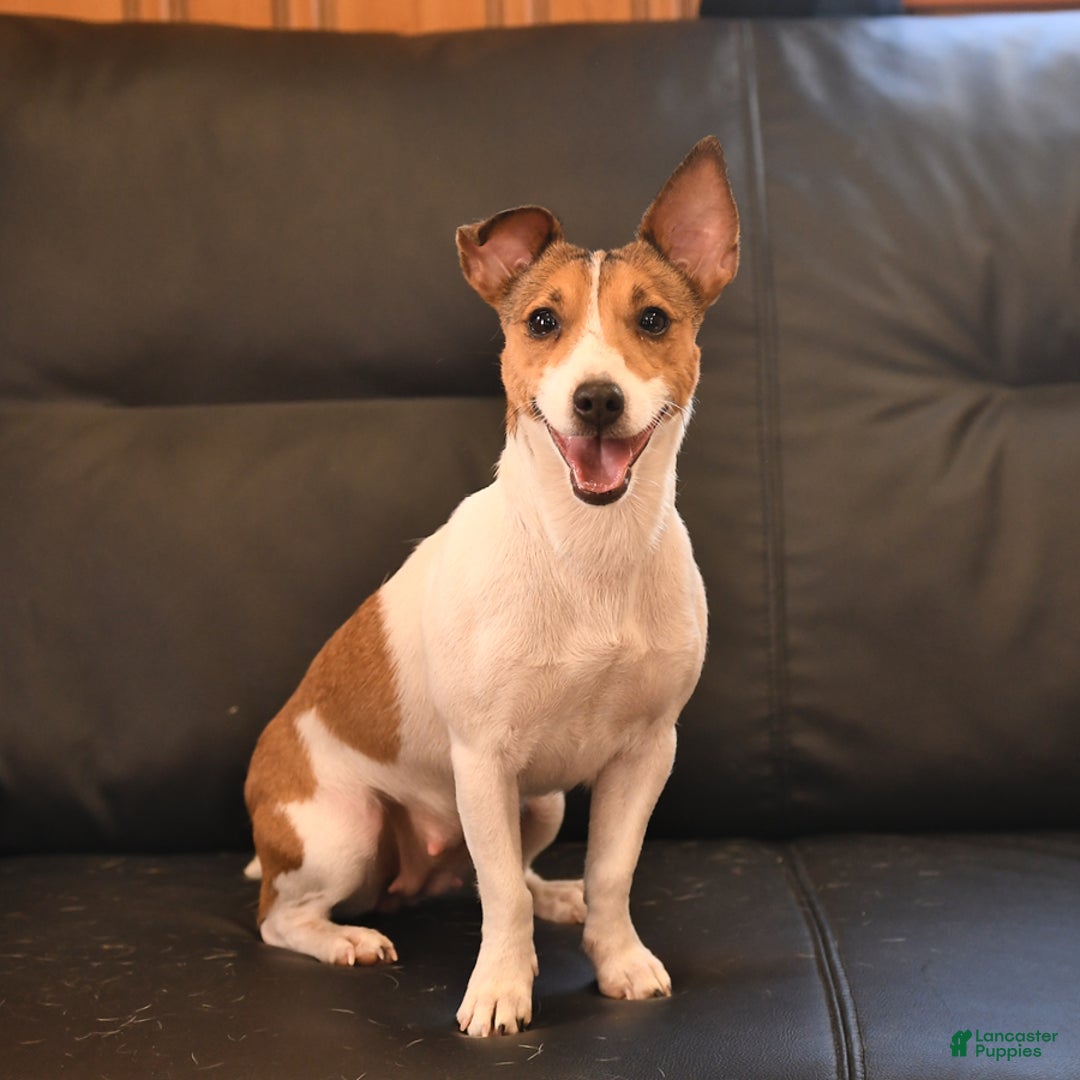 Mixed Breed dogs for sale: Lacey - Ad 6