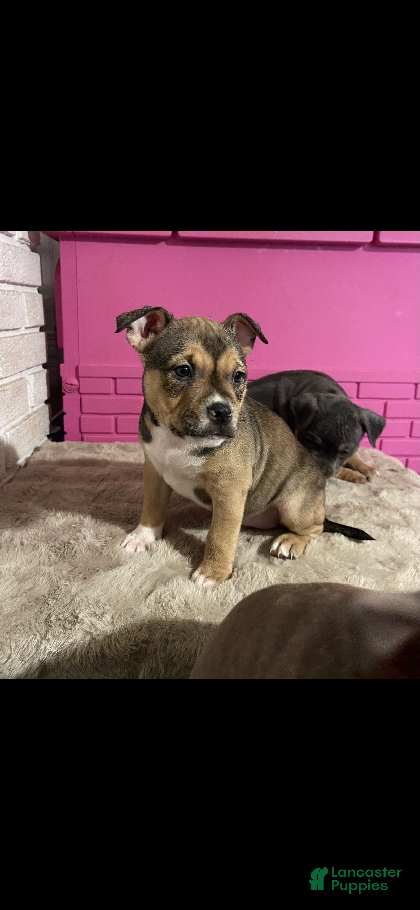 American Bully dogs for sale: American Bully 6 - Ad 34