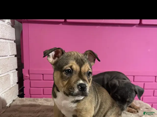 American Bully dogs for sale: American Bully 6 - Ad 34