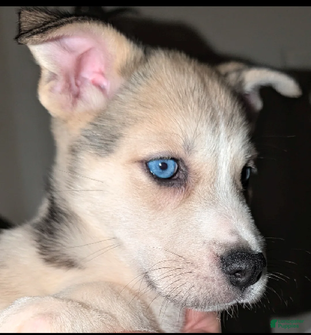 Pitsky dogs for sale: Mindey - Ad 1