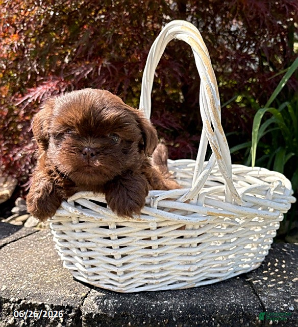 Shih Tzu dogs Leo - Ad 2