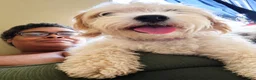 Cavapoochon dogs for sale: Cavapoochon 1 - Ad 5