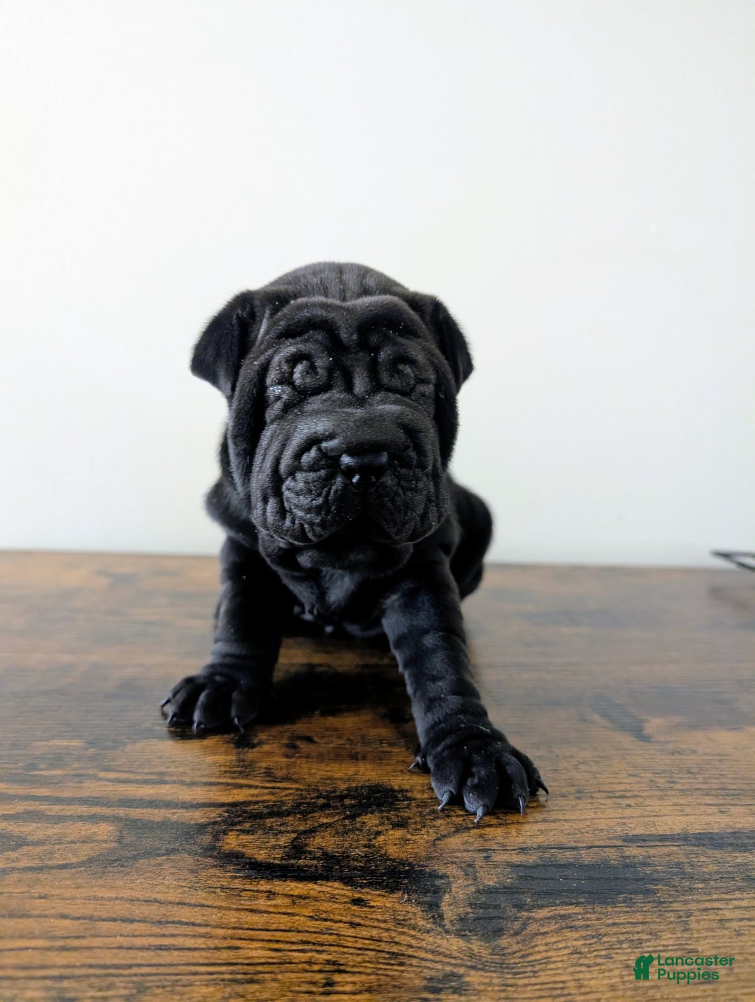 Mixed Breed dogs for sale: Mixed Breed Puppy 1 - Ad 4