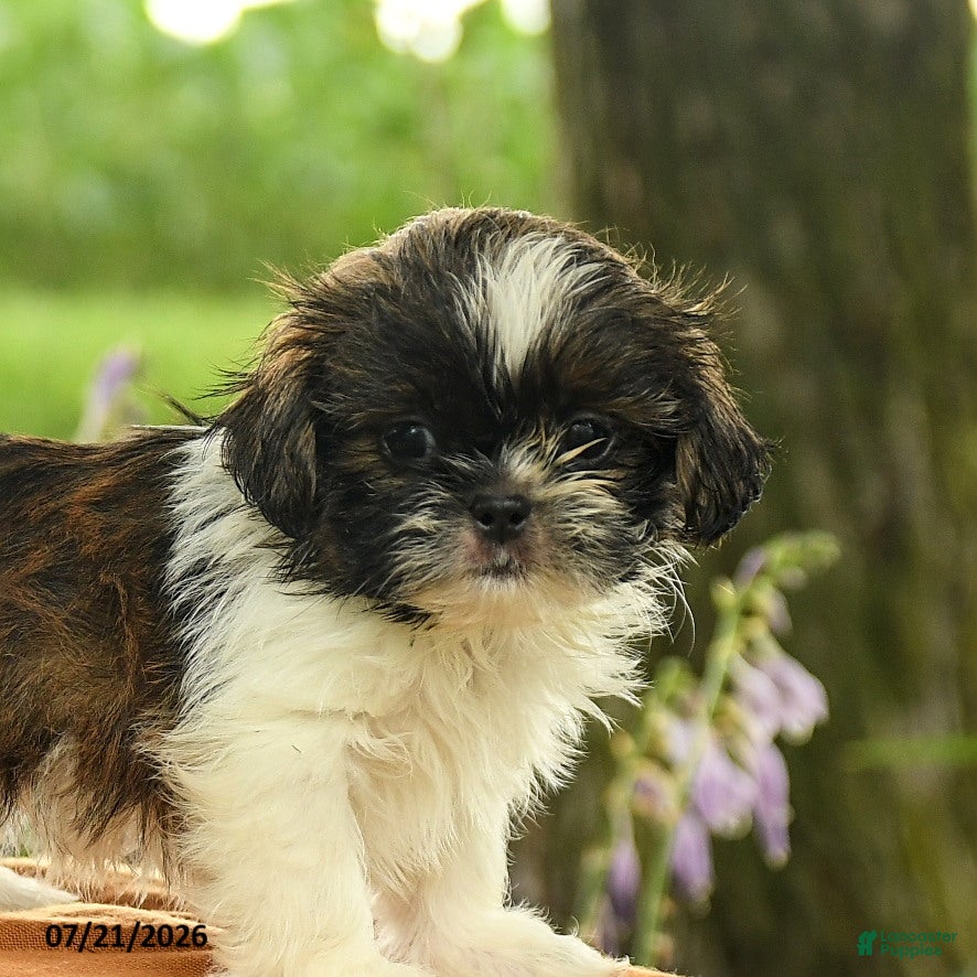 Shih Tzu dogs Zephyr - Ad 2