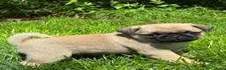 Pug dogs for sale: Bella - Ad 11