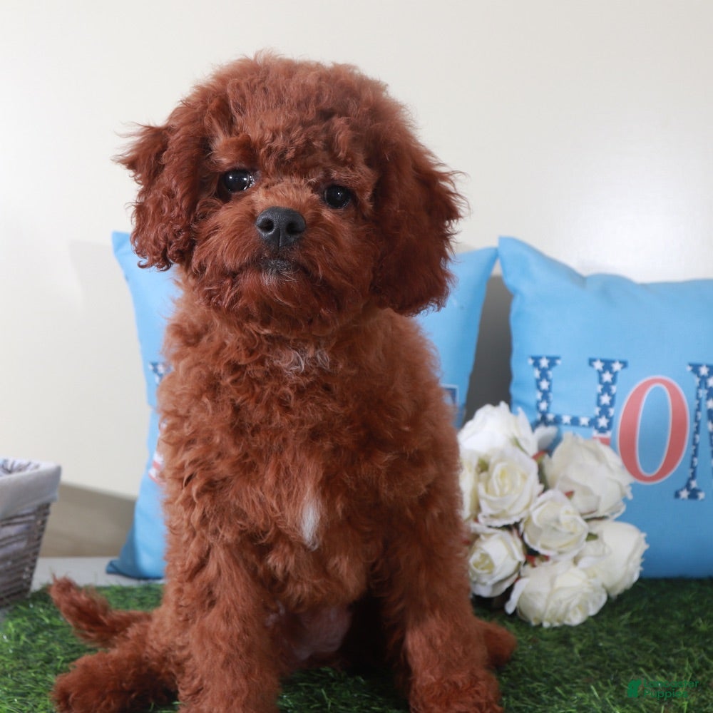 Mini Goldendoodle dogs Roxanne-Sweet Female Mini Goldendoodle Puppy - Ad 2