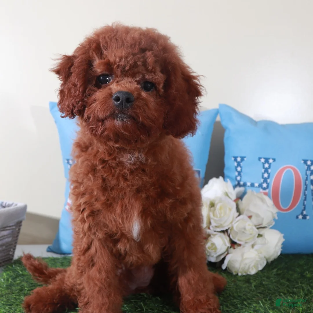 Mini Goldendoodle dogs for sale: Roxanne-Sweet Female Mini Goldendoodle Puppy - Ad 2