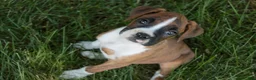 Boxer dogs for sale: Annie - Ad 3