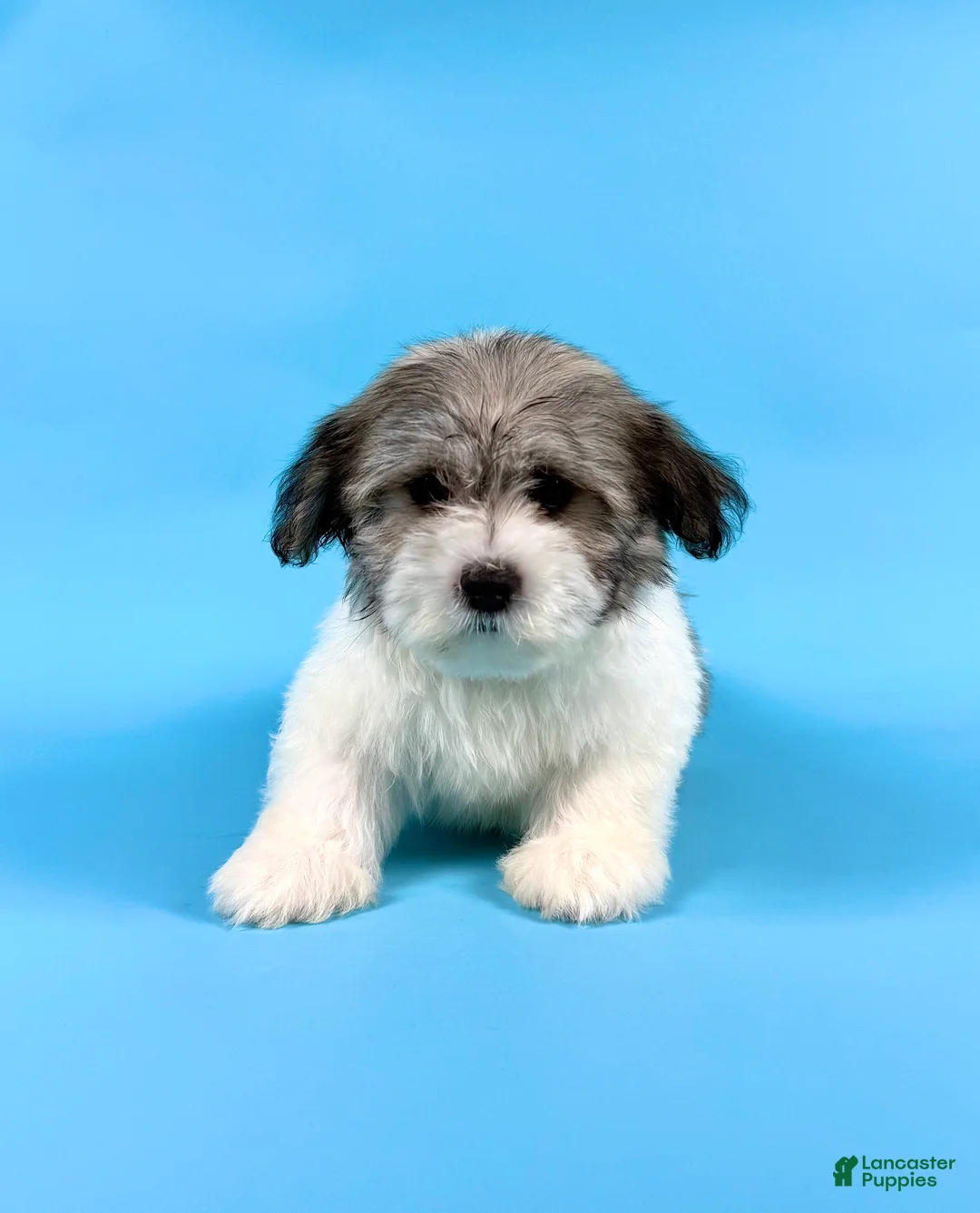 Havanese dogs for sale: EDISON - Ad 1