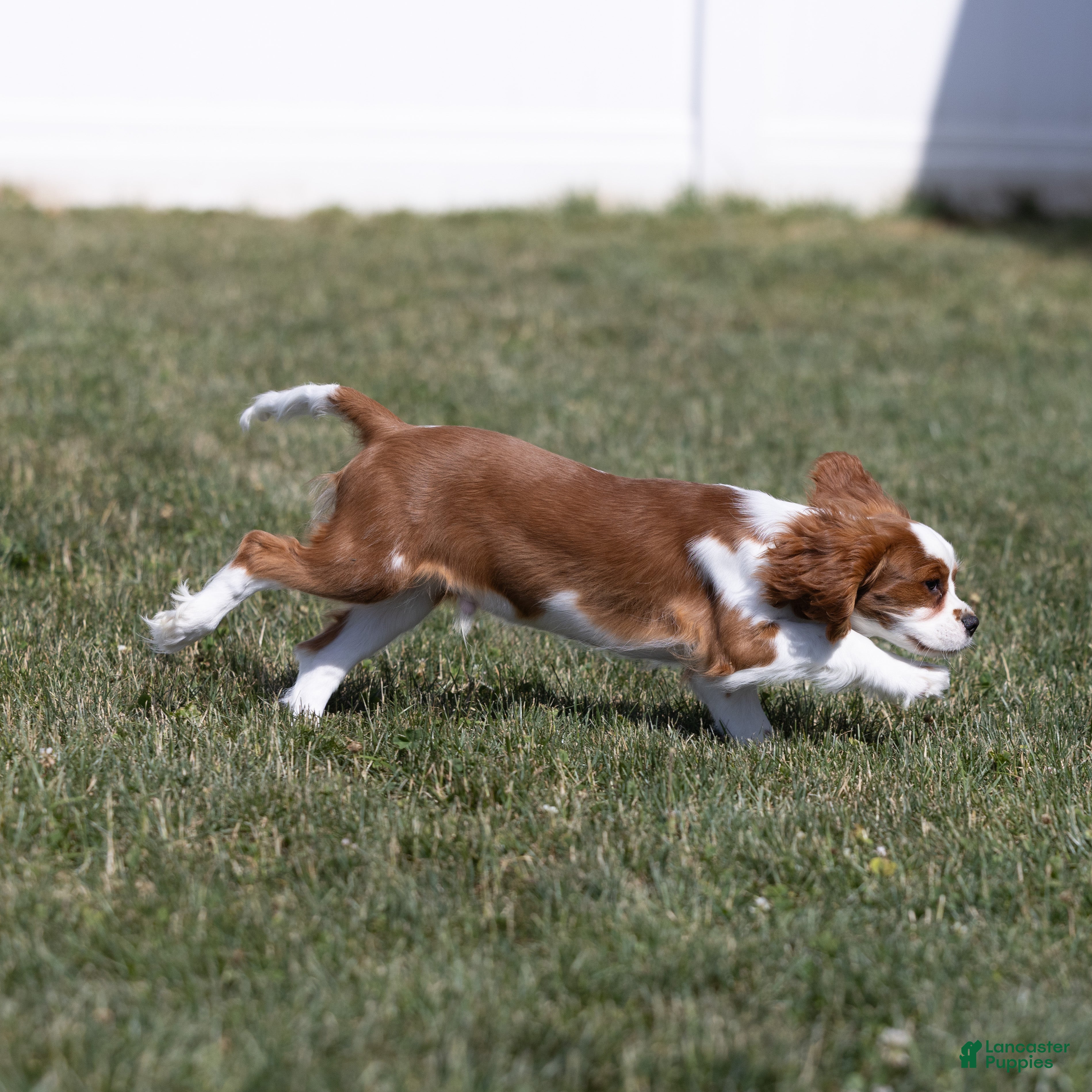 Cavalier King Charles Spaniel dogs Copper  - Ad 2