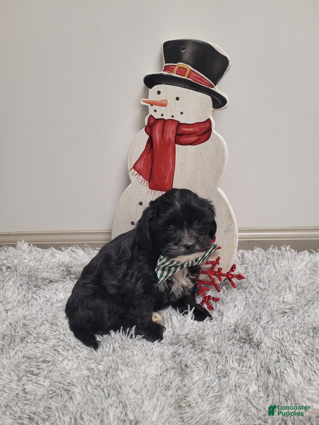 Shihpoo dogs for sale: Stormy - Ad 5