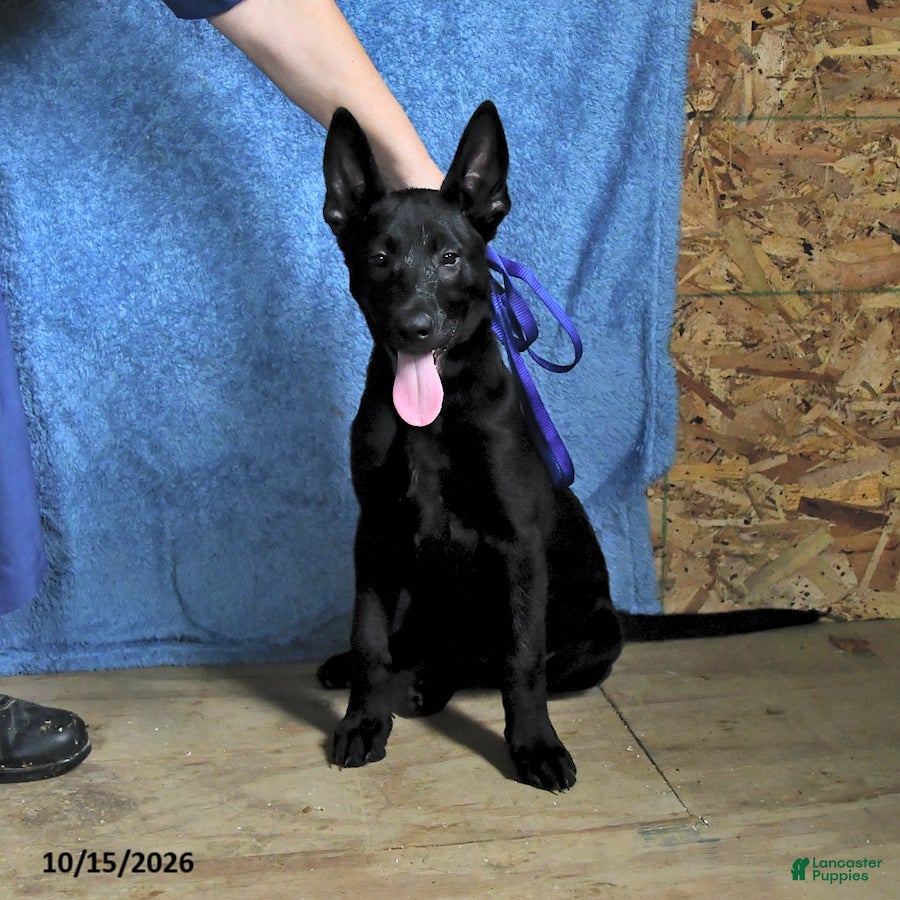 Belgian Malinois dogs for sale: Lupin - Ad 1