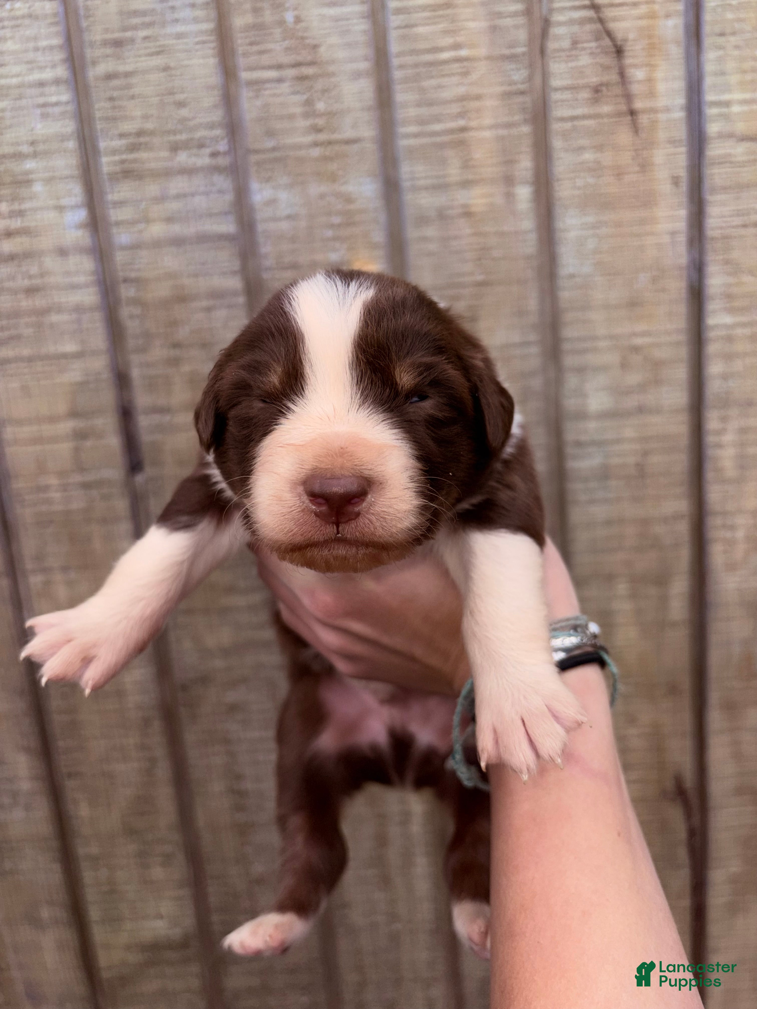 Australian Shepherd dogs Australian Shepherd Puppy 6 - Ad 9