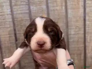 Australian Shepherd dogs Australian Shepherd Puppy 6 - Ad 9