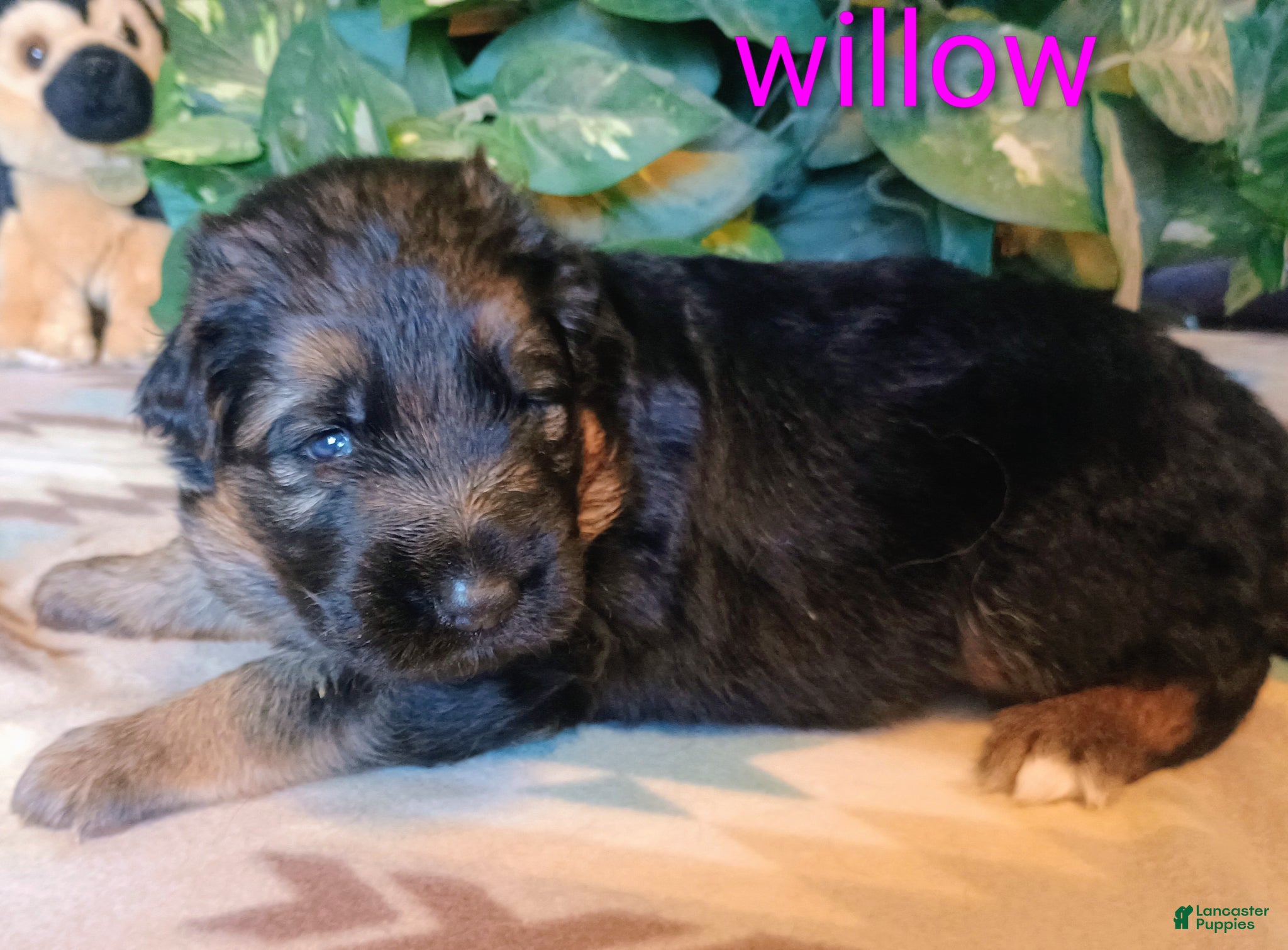 German Shepherd dogs German Shepherd Puppy 7 - Ad 33