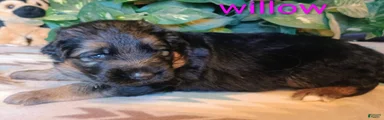 German Shepherd Puppy 7