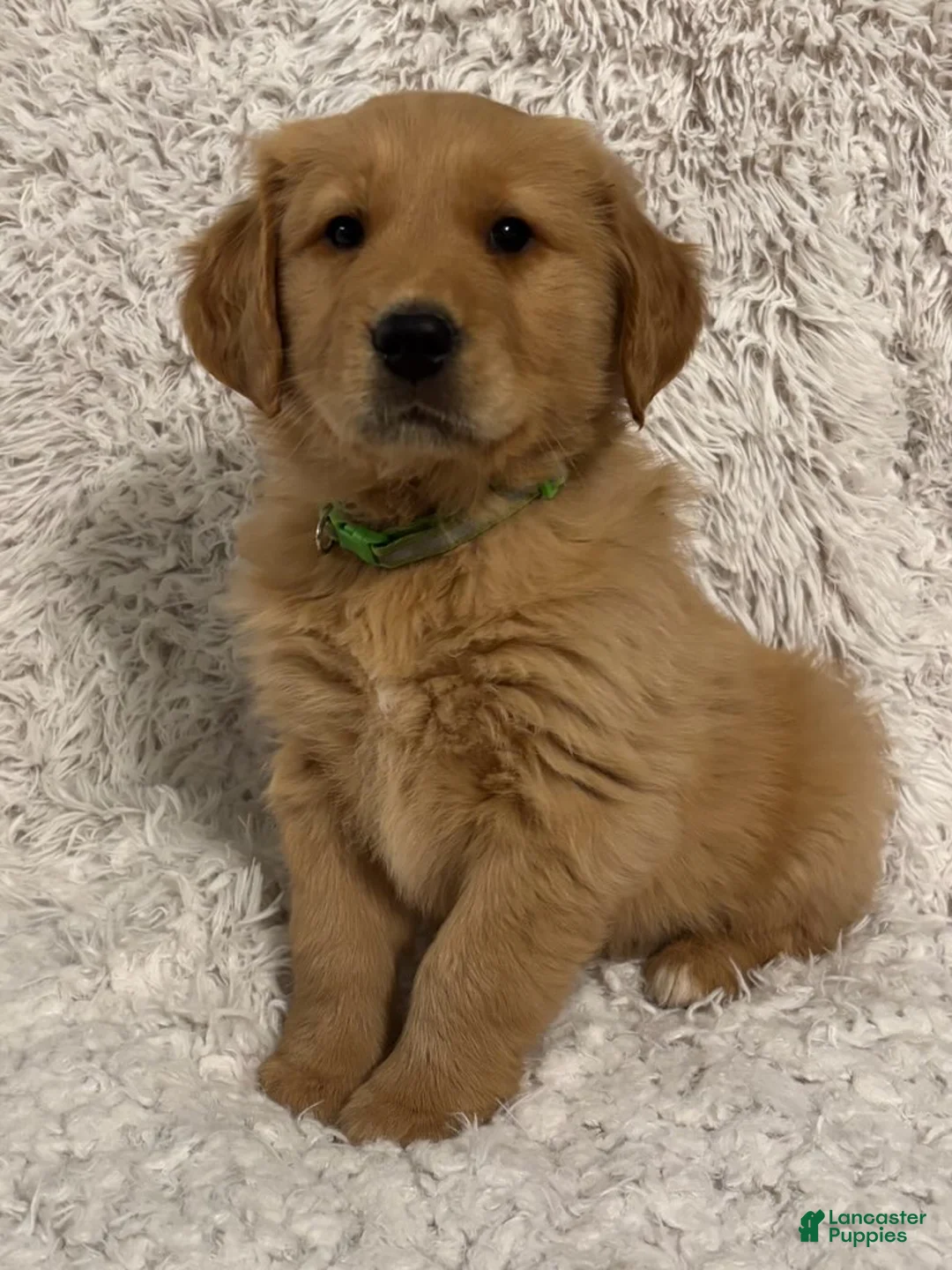 Golden Retriever dogs for sale: Asher - Ad 3