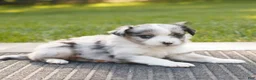 Miniature Australian Shepherd dogs for sale: Cooper  - Ad 2