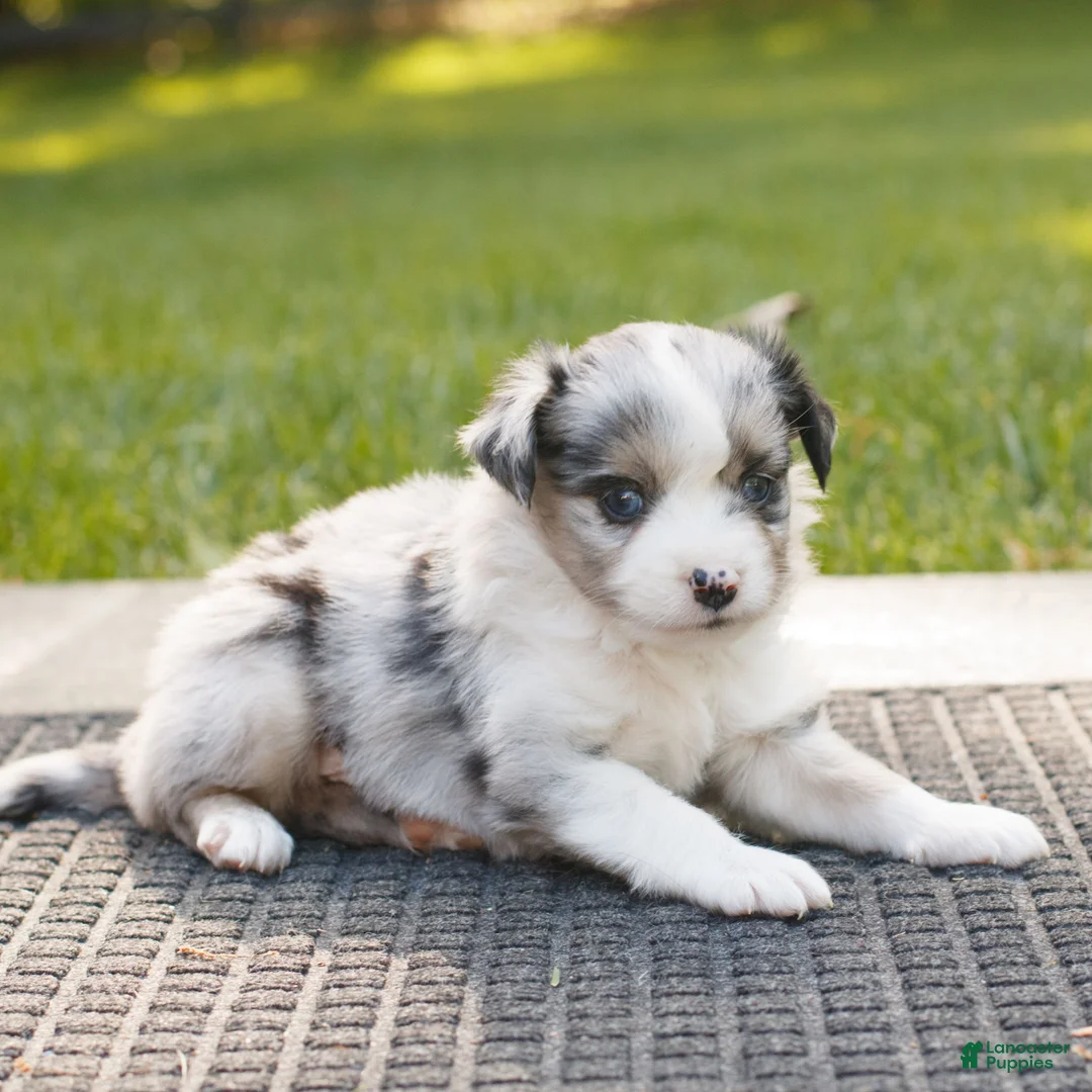 Miniature Australian Shepherd dogs for sale: Cooper  - Ad 2