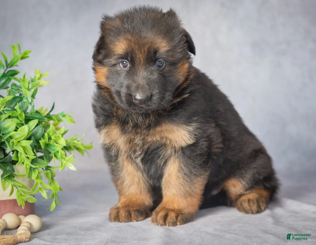 German Shepherd dogs for sale: Darling - Ad 2