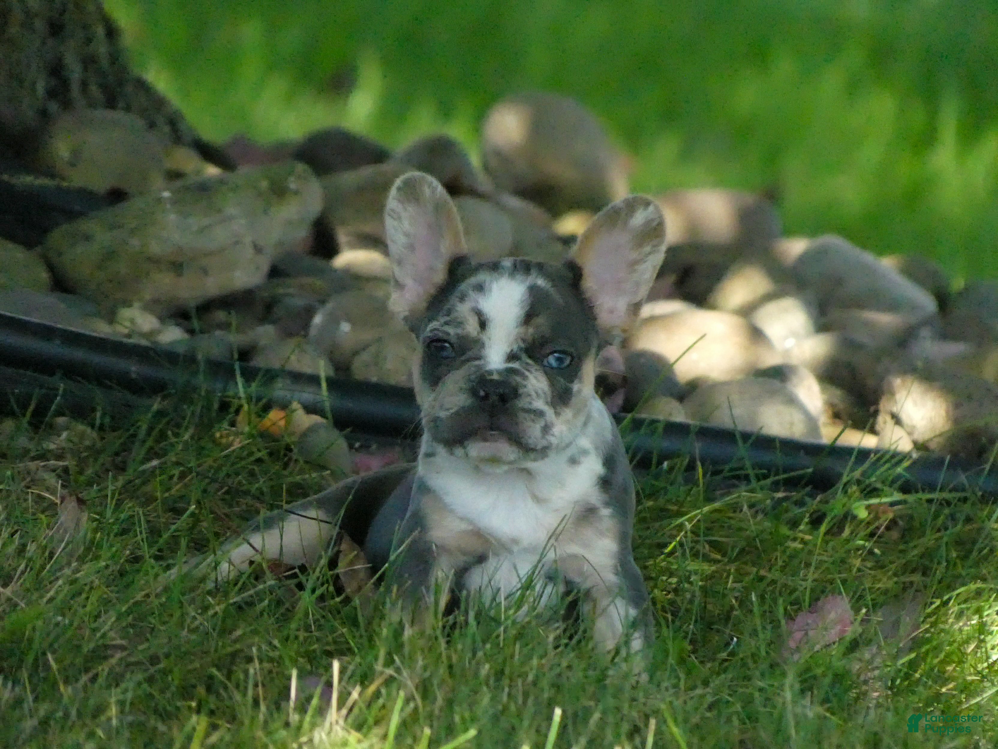 Mixed Breed dogs Ricky - Ad 1