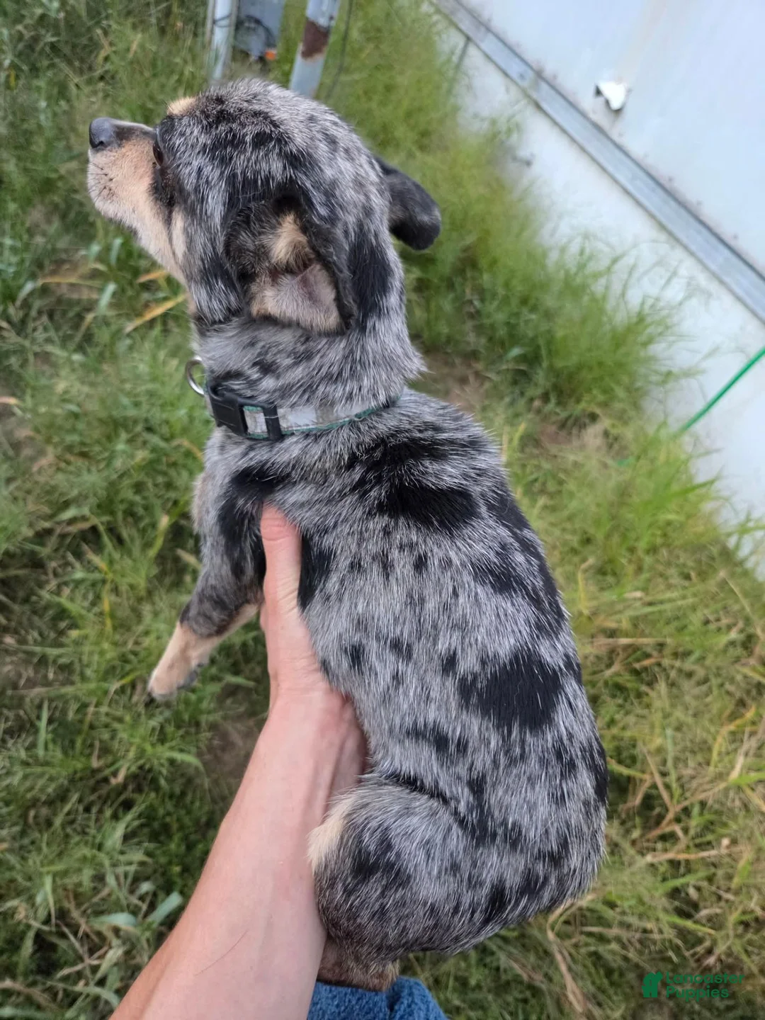 Chihuahua dogs for sale: Chihuahua Azul - Ad 3