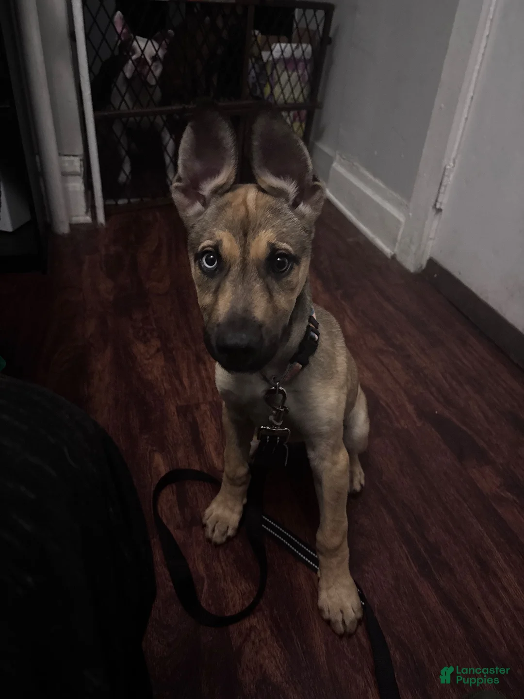 Gerberian Shepsky dogs for sale: Gerberian Shepsky 1 - Ad 2