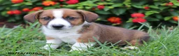 Mixed Breed dogs for sale: Oliver - Ad 3